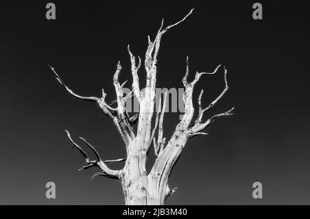 Bristlecone-Kiefer, gesät im alten Bristlecone Pine Forest, White Mountains, Kalifornien. Stockfoto