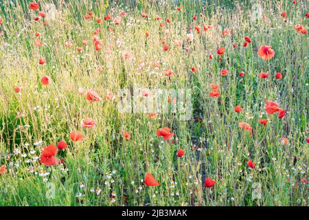 Rote Mohnblumen als bunte rote Punkte in einem landwirtschaftlichen Feld Stockfoto