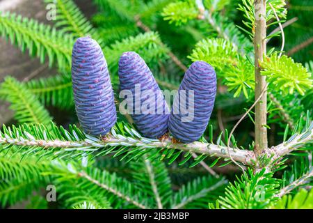 Drei junge lila gefärbte Zapfen auf einem Zweig koreanischer Tanne (Abies koreana) Stockfoto