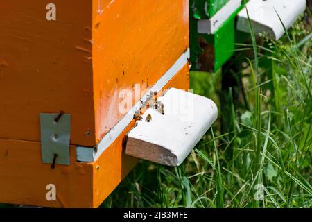 Die Bienen fliegen an einem sonnigen Frühlingstag in einem Bienenhaus durch ein kleines Loch im Bienenstock ein- und aus dem Bienenstock. Bienenzuchtkonzept. Nahaufnahme, selektiver Fokus Stockfoto