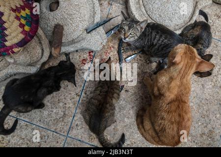 Katzen essen die Reste vom Fischmarkt in der Medina, Essaouira, marokko, afrika Stockfoto