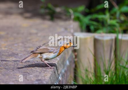 Europäischer Robin Redbreast (Erithacus rubecula) am Boden im Frühjahr in West Sussex, England, Großbritannien. Stockfoto
