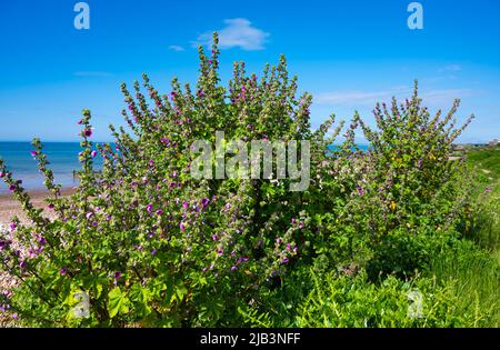 Baummalve (Malva arborea, Malva eriocalyx, Lavatera arborea), AKA Bush Mallow & Velvet Tree Mallow, an einem Strand im Frühling in West Sussex, Großbritannien. Stockfoto