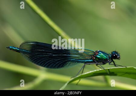 Nahaufnahme einer blauen demoiselle (Calopteryx), die im Sommer auf einem grünen Grashalm sitzt und nach Beute lauert. Stockfoto