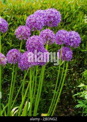 Violette Globen der im Frühsommer blühenden Zierzwiebel, Allium 'Purple Sensation' Stockfoto