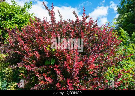 Japanischer Berberis thunbergii-Busch, ein stacheliger Laubshauch mit roten Blättern, der im späten Frühjahr in West Sussex, England, Großbritannien, wächst. Stockfoto