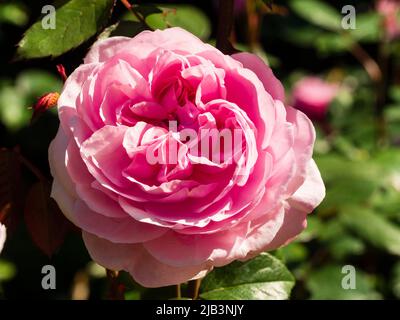 Doppelte rosa Blume der duftenden David Austin Englische Rose, Rosa 'Olivia Rose' Stockfoto