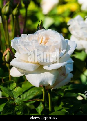 Doppelte weiße duftende Blume der Blume der englischen Rose von David Austin, Winchester Cathedral Stockfoto