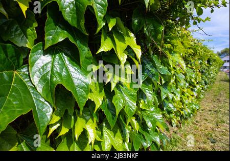 Reben von japanischem Waldläufer (Parthenocissus tricuspidata), AKA Boston Efeu, Traubenefeu, japanischem Efeu und Woodbine, die im Frühjahr in England, Großbritannien, an einer Wand wachsen Stockfoto