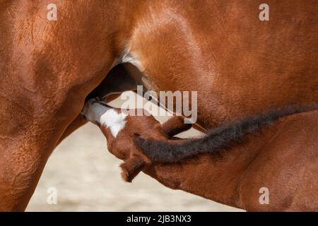 Eine reinblütige, wunderschöne Kastanienstute mit einem Fohlen. Pferde grasen auf der Weide. Ein kleines süßes braunes Fohlen trinkt Milch am Euter der Mutter. Sonnig Stockfoto