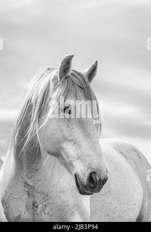 Bunte Herde von American Ranch Pferden, die aufgerundet werden, um auf Sommerweiden auf einer Ranch in Colorado zu ziehen. Stockfoto