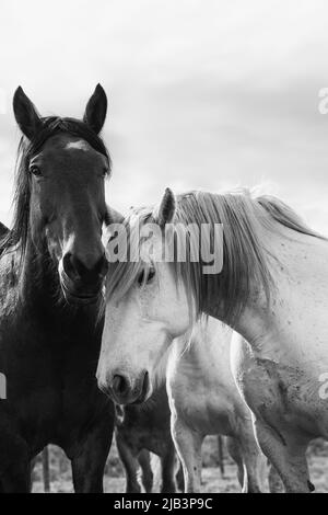 Bunte Herde von American Ranch Pferden, die aufgerundet werden, um auf Sommerweiden auf einer Ranch in Colorado zu ziehen. Stockfoto