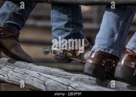 Cowboystiefel und Sporne sitzen auf dem Zaun und beobachten ein Rodeo Stockfoto