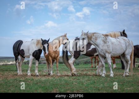 Bunte Herde von American Ranch Pferden, die aufgerundet werden, um auf Sommerweiden auf einer Ranch in Colorado zu ziehen. Stockfoto