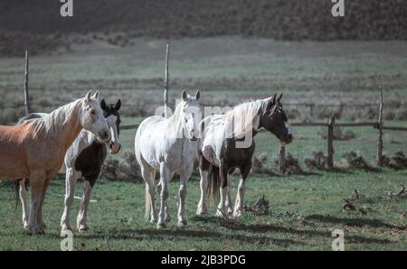 Bunte Herde von American Ranch Pferden, die aufgerundet werden, um auf Sommerweiden auf einer Ranch in Colorado zu ziehen. Stockfoto