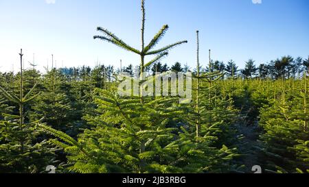 Plantage mit grünen tannen Stockfoto