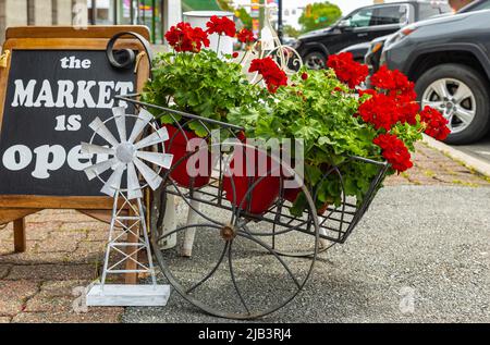 Leuchtend rote, blühende Geranienblüten in Blumentöpfen. Rote Geranie Pelargonium. Blumen in Töpfen bereit zum Verkauf. Selektiver Fokus, niemand, Straßenfoto Stockfoto