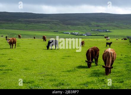 Rinder weiden auf einem Feld auf der Insel Rousay, Orkney-Inseln, Schottland. Stockfoto