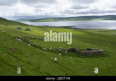 Verkommen Gebäude auf der Insel Rousay, Orkney Inseln, Schottland. Stockfoto
