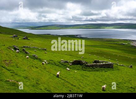 Verkommen Gebäude auf der Insel Rousay, Orkney Inseln, Schottland. Stockfoto