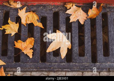 Gelb gefallene Ahornblätter auf dem Gitter eines Abwassergrabens. Die Ankunft des Herbstes, Blattfall in der Stadt. Stockfoto