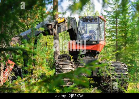 Nahaufnahme der Waldernte die vollautomatische Maschine steht zwischen Bäumen. Nordschweden, frischer grüner Kiefernwald, sonniger Tag Stockfoto