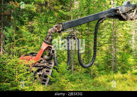 Schneidkopf der Waldernte vollautomatische Maschine zwischen Bäumen stehen. Nordschweden, frischer grüner Kiefernwald, sonniger Tag Stockfoto