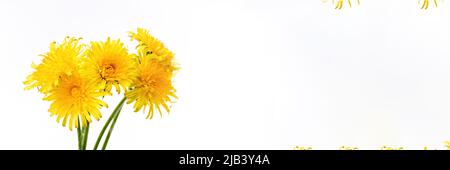 Banner aus Blumenstrauß aus gelben hellen Dandelionen. Fünf Blumen auf weißem Hintergrund in Nahaufnahme. Weicher selektiver Fokus, Kopierbereich. Frühlingsfoto. Stockfoto