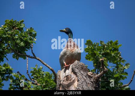 Duck findet einen schönen Aussichtspunkt, um die Welt zu sehen Stockfoto