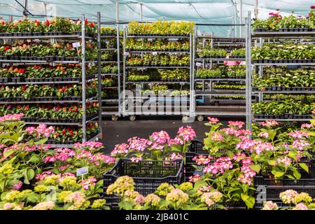 Moskau, Russland - 20. Mai 2022, Ein Gartencenter namens The Gardener, das eine Vielzahl von saisonalen Blumen verkauft. Stockfoto