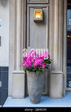 Der immergrüne Rhododendron Hybrid Haaga hat seine leuchtend rosa Blüten im Steintopf vollständig geöffnet. Hintergrundbild Stockfoto