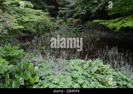 Beatrix Potter Garden, Birnam, kannst du Mr. Jeremy Fisher, den Frosch, sehen Stockfoto