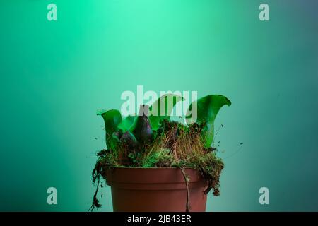 Nahaufnahme der Sarracenia Mister Moskitohaus Insektenfressende Pflanze Stockfoto