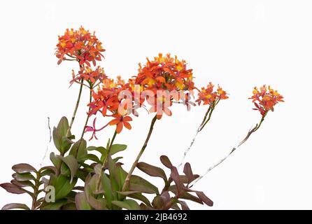 Orange Epidendrum Orchidee wird zahlreiche Blüten Stockfoto