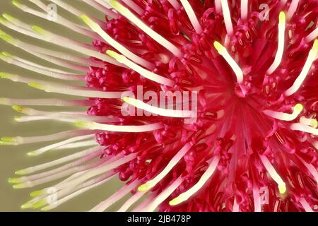 Nahaufnahme des isolierten Blütenstands des Nadelkissen Hakea (Hakea laurina). Australische Pflanze. Stockfoto