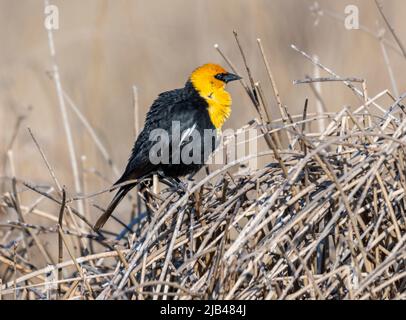 Gelbkopf-Amsel (Xanthocephalus xanthocephalus) auf Schilf, Frank Lake, Alberta, Kanada Stockfoto