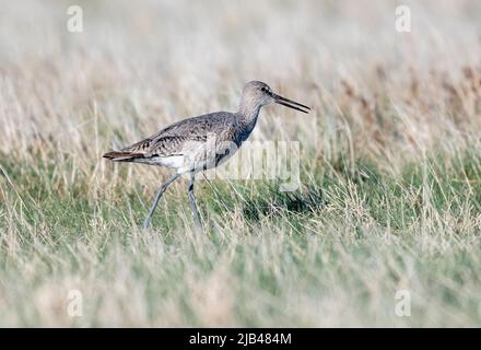 Willet (Catoptrophorus semipalmatus), Frank Lake, Alberta, Kanada Stockfoto