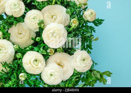 Weißer Ranunculus auf blauem Hintergrund. Blumenstrauß.Blumenhintergrund Stockfoto