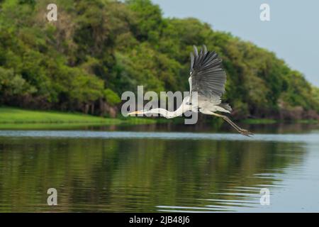 Cocoi Heron (Ardea Cocoi) im Flug Stockfoto