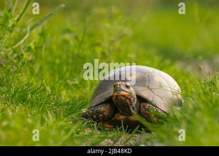 Rotfußschildkröte (Chelonoidis carbonarius) auf dem Kuhweideweg Stockfoto