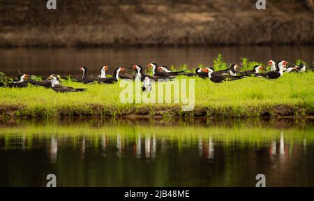Schwarzer Skimmer (Rynchops niger) strömen am Flussufer Stockfoto