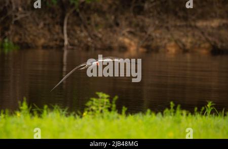 Schwarz-Skimmer (Rynchops Niger) im Flug Stockfoto