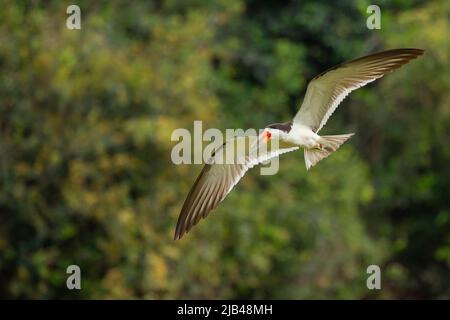 Schwarz-Skimmer (Rynchops Niger) im Flug Stockfoto