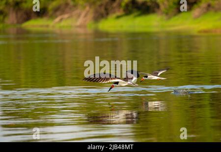 Schwarzer Skimmer (Rynchops niger), der tief über dem Fluss fliegt Stockfoto