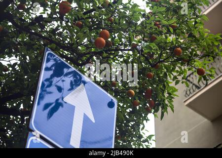 Ein Wegweiser unter einem orangen Baum, der an einem bewölkten Tag mit Früchten gefüllt ist Stockfoto