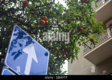 Ein Wegweiser unter einem orangen Baum, der an einem bewölkten Tag mit Früchten gefüllt ist Stockfoto