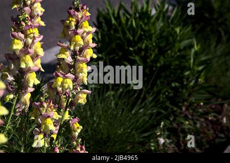 Rosafarbener und gelber Gladiolus blüht in einem Blumenbeet aus nächster Nähe Stockfoto