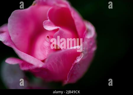 Wassertropfen auf Knock-out-Strauchrosen, Blüten und Blättern - Wassertropfen auf Blütenblättern und Blättern - Regentropfen und Regentropfen auf Pflanzen - Rosaceae - Rosa Stockfoto