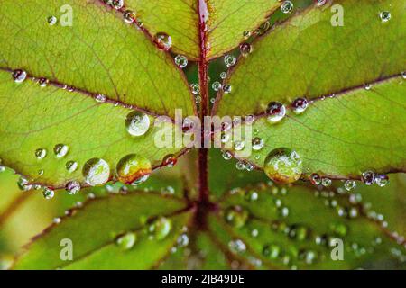 Wassertropfen auf Knock-out-Strauchrosen, Blüten und Blättern - Wassertropfen auf Blütenblättern und Blättern - Regentropfen und Regentropfen auf Pflanzen - Rosaceae - Rosa Stockfoto