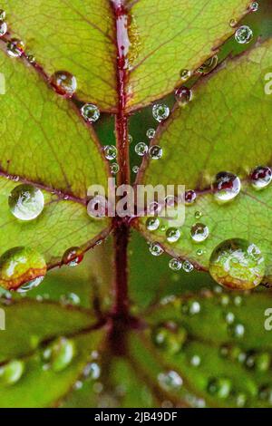 Wassertropfen auf Knock-out-Strauchrosen, Blüten und Blättern - Wassertropfen auf Blütenblättern und Blättern - Regentropfen und Regentropfen auf Pflanzen - Rosaceae - Rosa Stockfoto